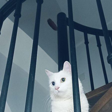 فيلا The White Cat نابولي المظهر الخارجي الصورة