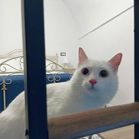 فيلا The White Cat نابولي المظهر الخارجي الصورة