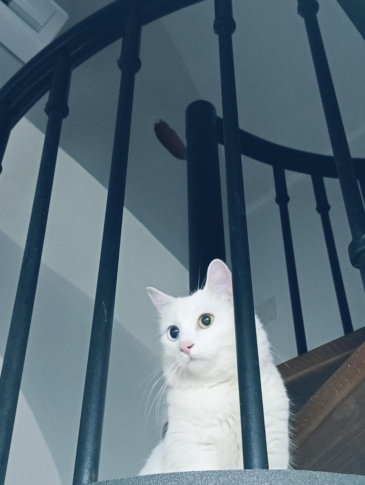 فيلا The White Cat نابولي المظهر الخارجي الصورة