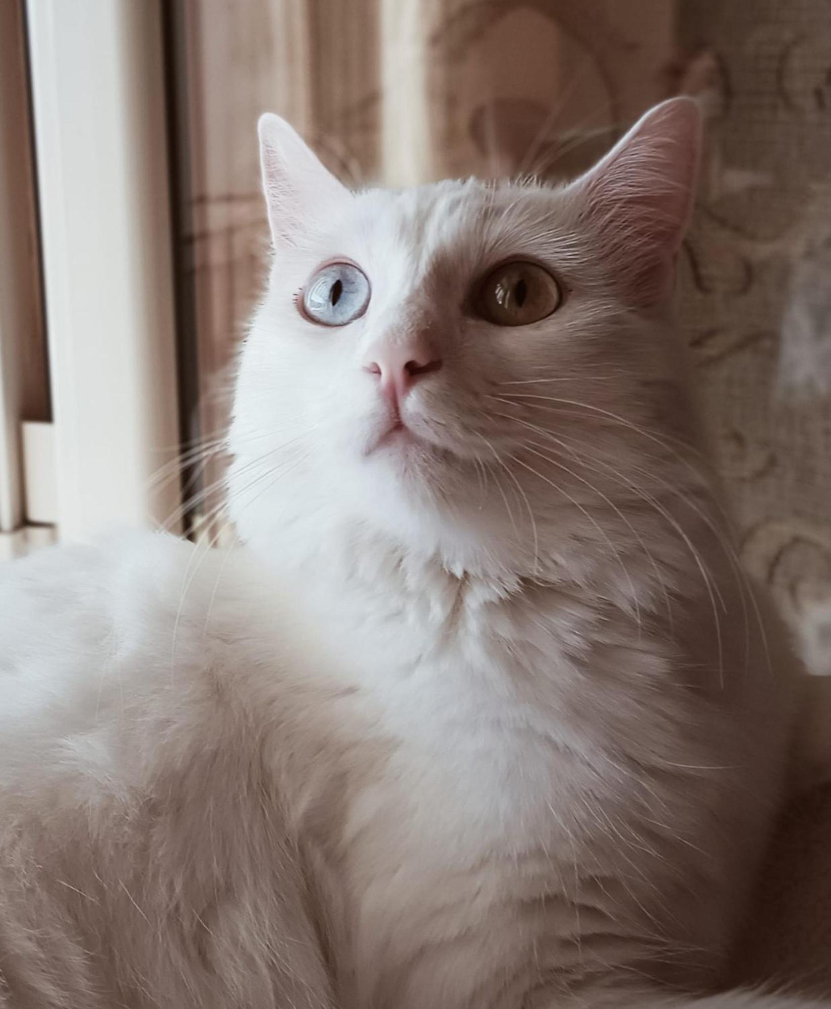 فيلا The White Cat نابولي المظهر الخارجي الصورة