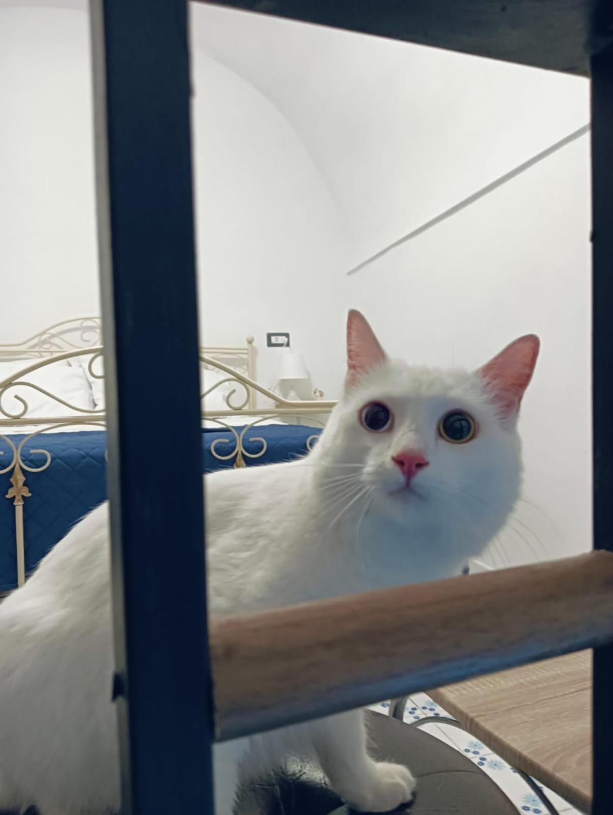 فيلا The White Cat نابولي المظهر الخارجي الصورة